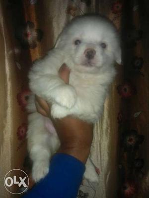 Snow White Toy size Pom pups Available for Loving