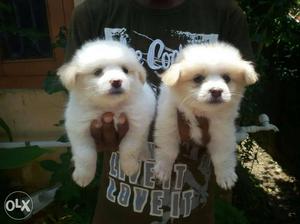 Spitz puppies available best quality