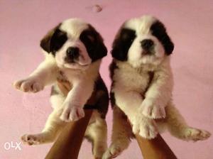 St Bernard extra ordinary puppies full healthy