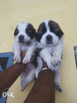 St Bernard full marking puppies