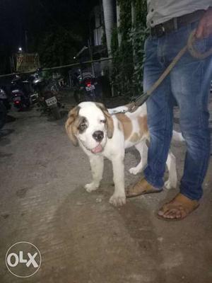 St.barnard female age 4mnth hevy nd import line