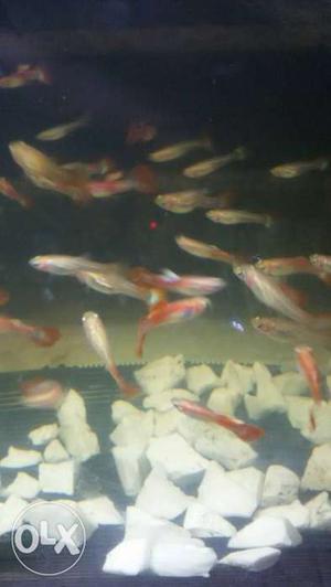 Sunset micariff guppy fish, breeding pair limited