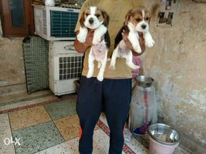 Super beautiful Beagle Puppies for your loving and caring