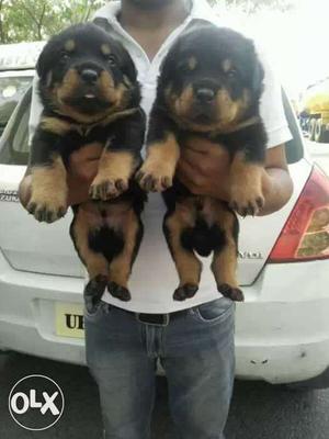 Super heavy looking mor thn the picture puppies