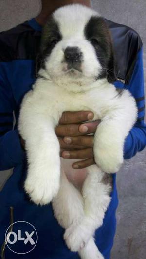 Super quality saint Bernard puppies for sale