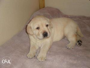 Sweet kennel;-Punch face labrador puppy available at very