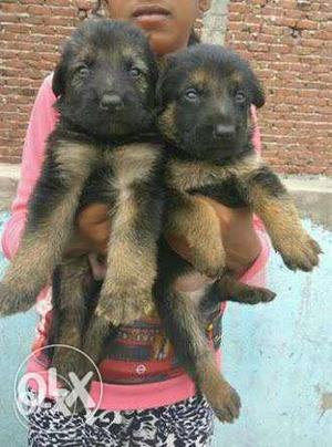 Tan-and-black German Shepherd Puppies avilable