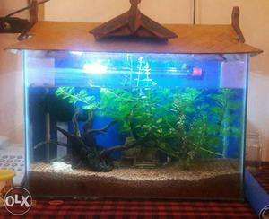 Tank with tank top(50 CMS x 30 CMS) and strip light. plants,