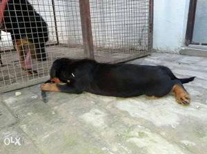 This is Rottweiler female dog and her Age -2months