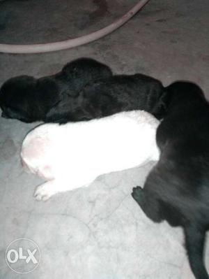 Three Black And One Yellow Labrador Retriever Puppies