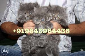 Three Grey Fur Kittens