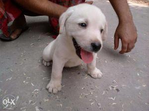 Top Line Up Outstanding LABRADOR Pups available ~ KOLKATA