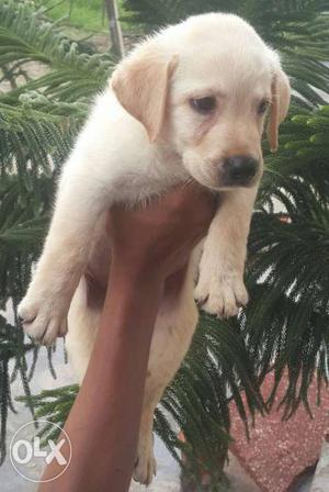 Top Quality Golden Labrador Male puppy