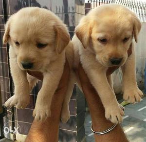Top Quality healthy labrador puppys available