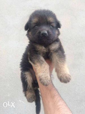 Top double coat German Shepherd puppies for sale