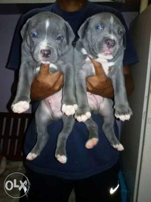 Top quality American pitbull puppies available male female