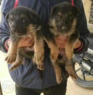 Top quality medium coat German Shepherd Puppies