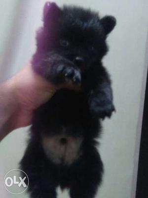Toy pom male 40 days old top qwality full fluffy