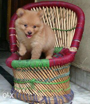 Toy pom puppies available in ahemdabad