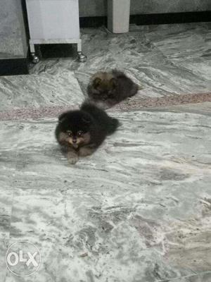 Toy pom puppies available in bengaluru malleswaram