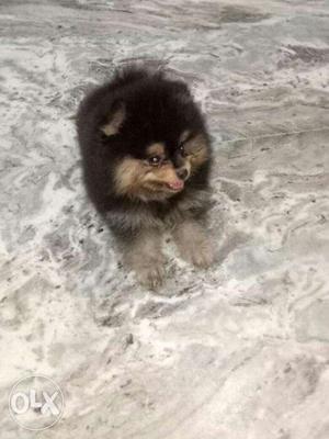 Toy pom puppies available in hyedrabad banjara