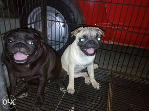 Two Black And Fawn female pug Dogs
