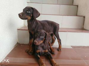 Two Black And Tan Doberman Pinscher Puppies