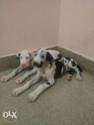 Two Harlequin Great Danes Puppies