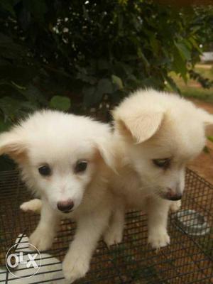 Two Indian Spitz Puppies +918.