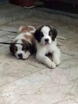 Two St. Bernard Puppies