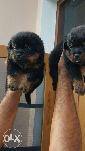 Two Tan And Black Puppies