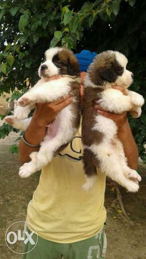 Two White-and-tan St Bernard Puppies
