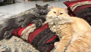 Two persian cats male and female,2 and 4 years