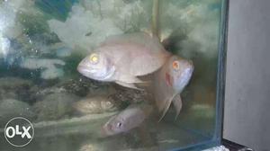 Two pieces of red eye albino oscer fish "5 to "6