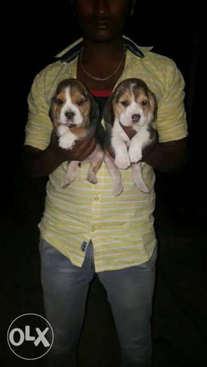 Unimalitd quality begale female pups available