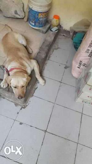 Urgent sell labrador male age 16 month very healthy