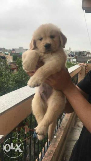 Vaccination GOLDEN RETRIEVER) Male Puppy Available For Sale