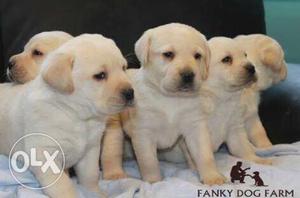 Very cute labrador rottweiller puppies with