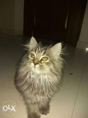 Very freandly And Activ Persian long fur femele cat 2 month