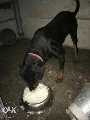 Very healthy Rottweiler dog for sale 13 months