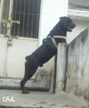 Want female Rottweiler for crossing