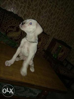 White Boxer puppy 4 months for sale