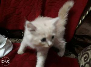 White Long-coated Kitten