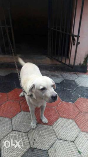Yellow Labrador 4 years old
