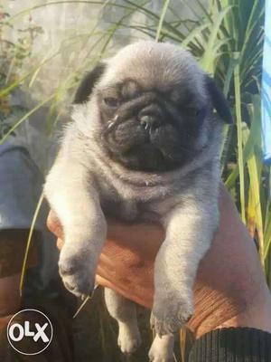 Zabardast full punched faced pug puppies
