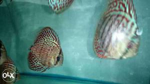 Four Brown-and-gray Pet Fishes