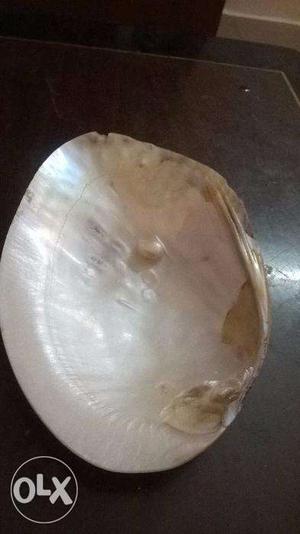 Natural shell with pearl