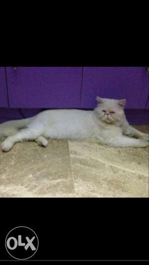 1.3 year old male pure persian cat..punched face..