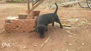 1 manth 2 wick femal lab puppy for sel