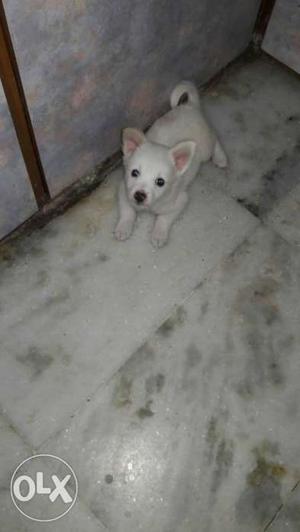 1 mnth old pomerian puppy